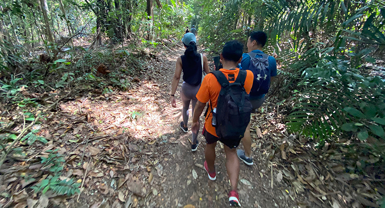 people walking through forest