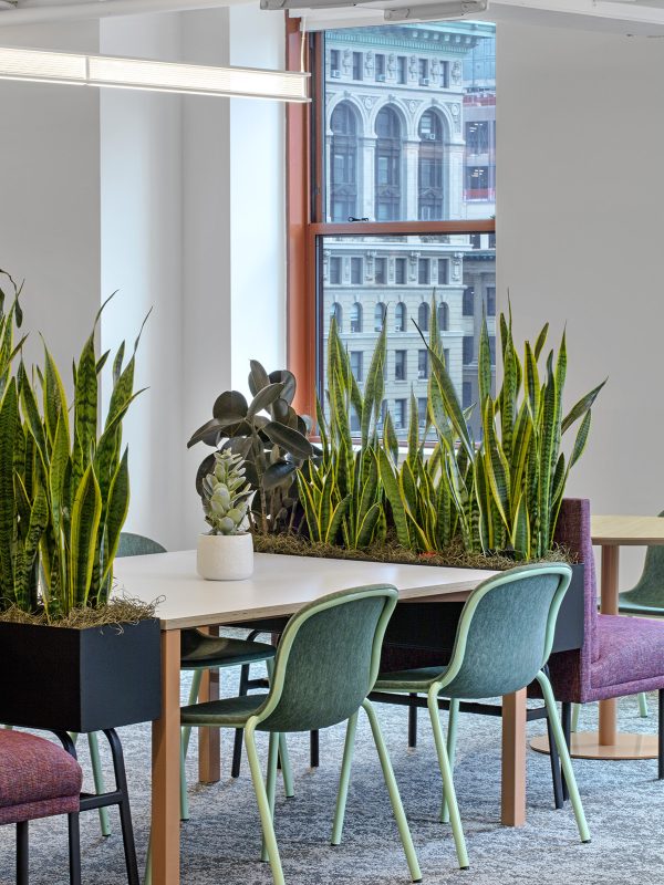 Biophilic office design for LinkedIn’s headquarters makes use of living plants and greenery throughout the office environment.