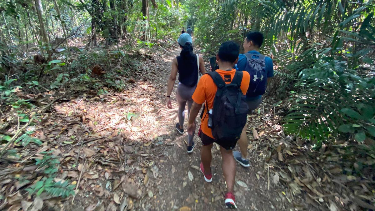 people walking through forest